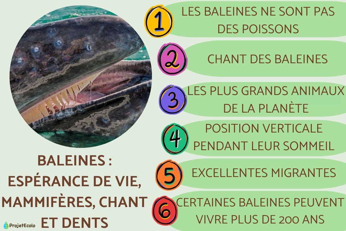 Baleines : espérance de vie, mammifères, chant et dents