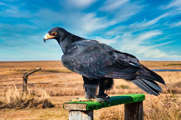 Types d'aigles - Aigle de Verreaux (Aquila verreauxii)