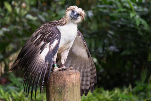 Types d'aigles - Aigle des singes (Pithecophaga jefferyi)
