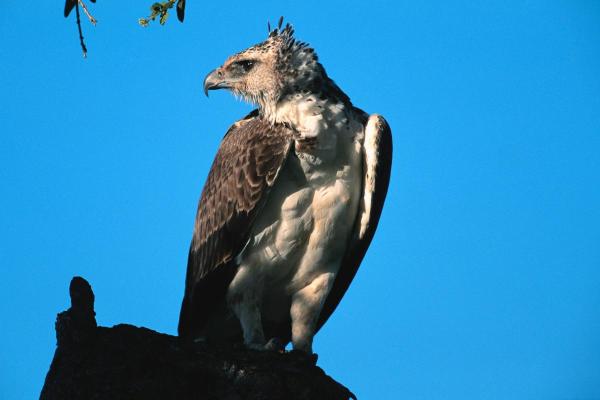 Types d'aigles - Aigle martial (Polemaetus bellicosus) 