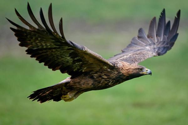 Types d'aigles - Aigle royal (Aquila chrysaetos)