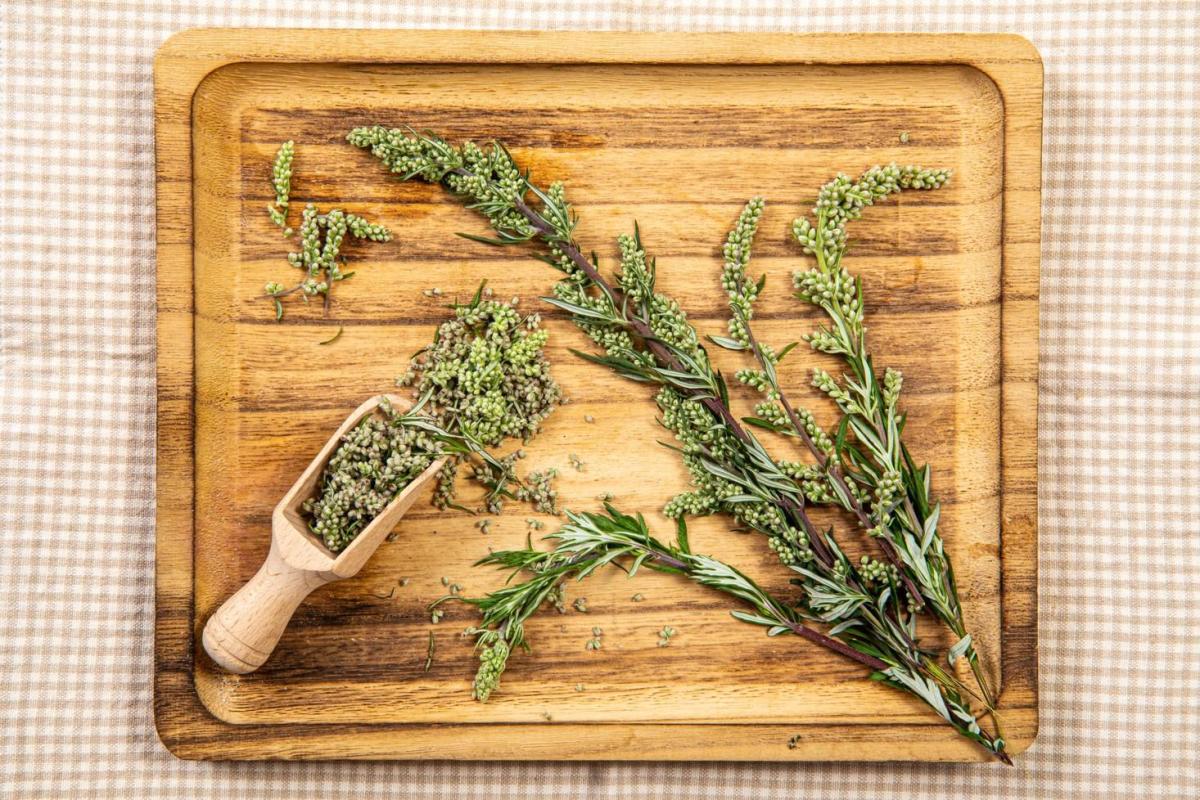 Artemisia : Bienfaits, propriétés et effets secondaires
