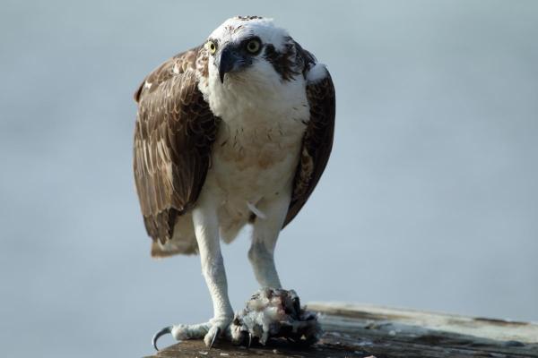 Types d'aigles - Balbuzard pêcheur (Pandion haliaetus) 