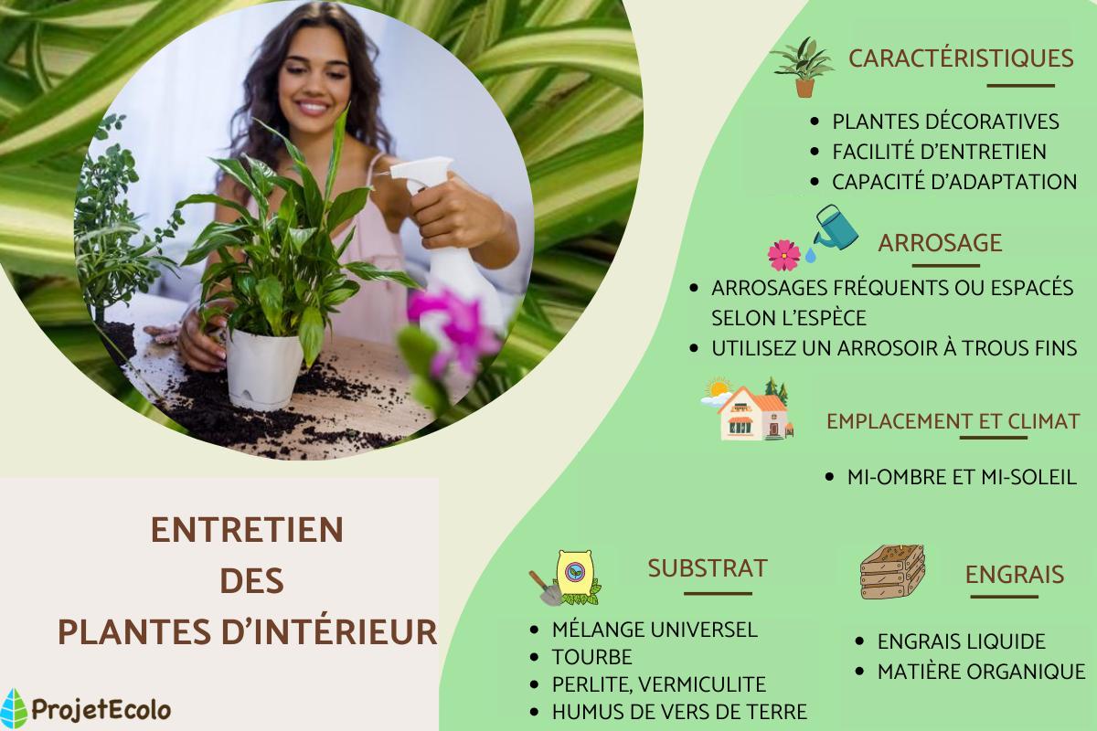 Comment entretenir les plantes d'intérieur