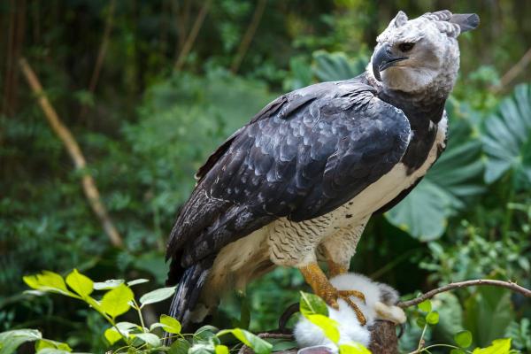 Types d'aigles - Harpie féroce (Harpia harpyja)