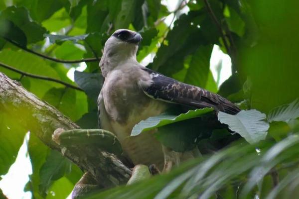 Types d'aigles - Harpie huppée (Morphnus guianensis)