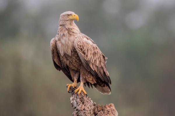 Types d'aigles - Pygargue à queue blanche (blancheHaliaeetus albicilla) 