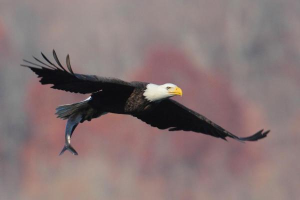 Types d'aigles - Pygargue à tête blanche (Haliaeetus leucocephalus) 