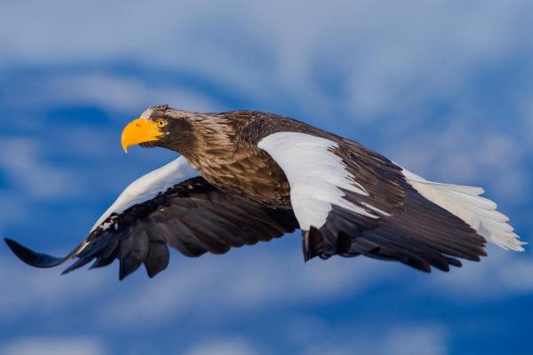 Types d'aigles - Pygargue empereur (Haliaeetus pelagicus)