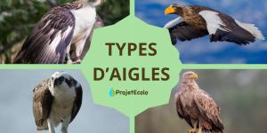 Types d'aigles