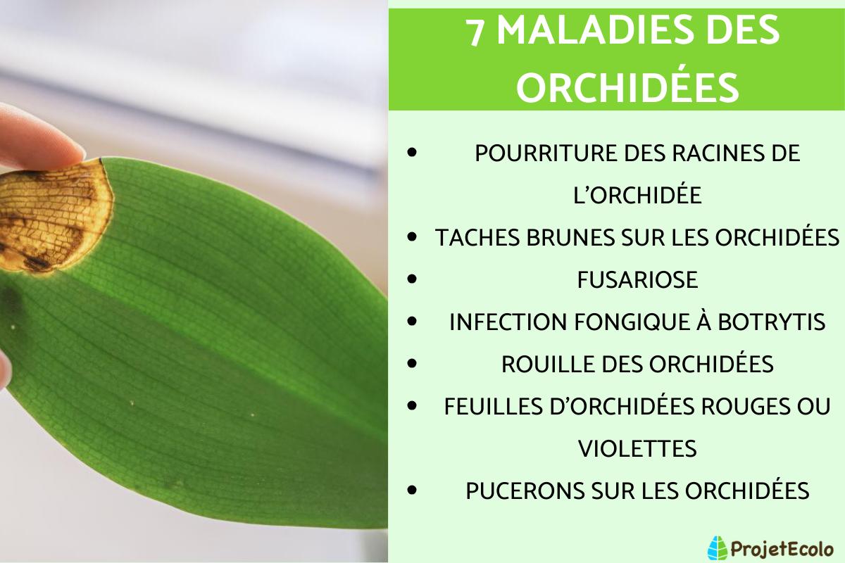 Maladies des orchidées