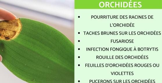 Maladies des orchidées