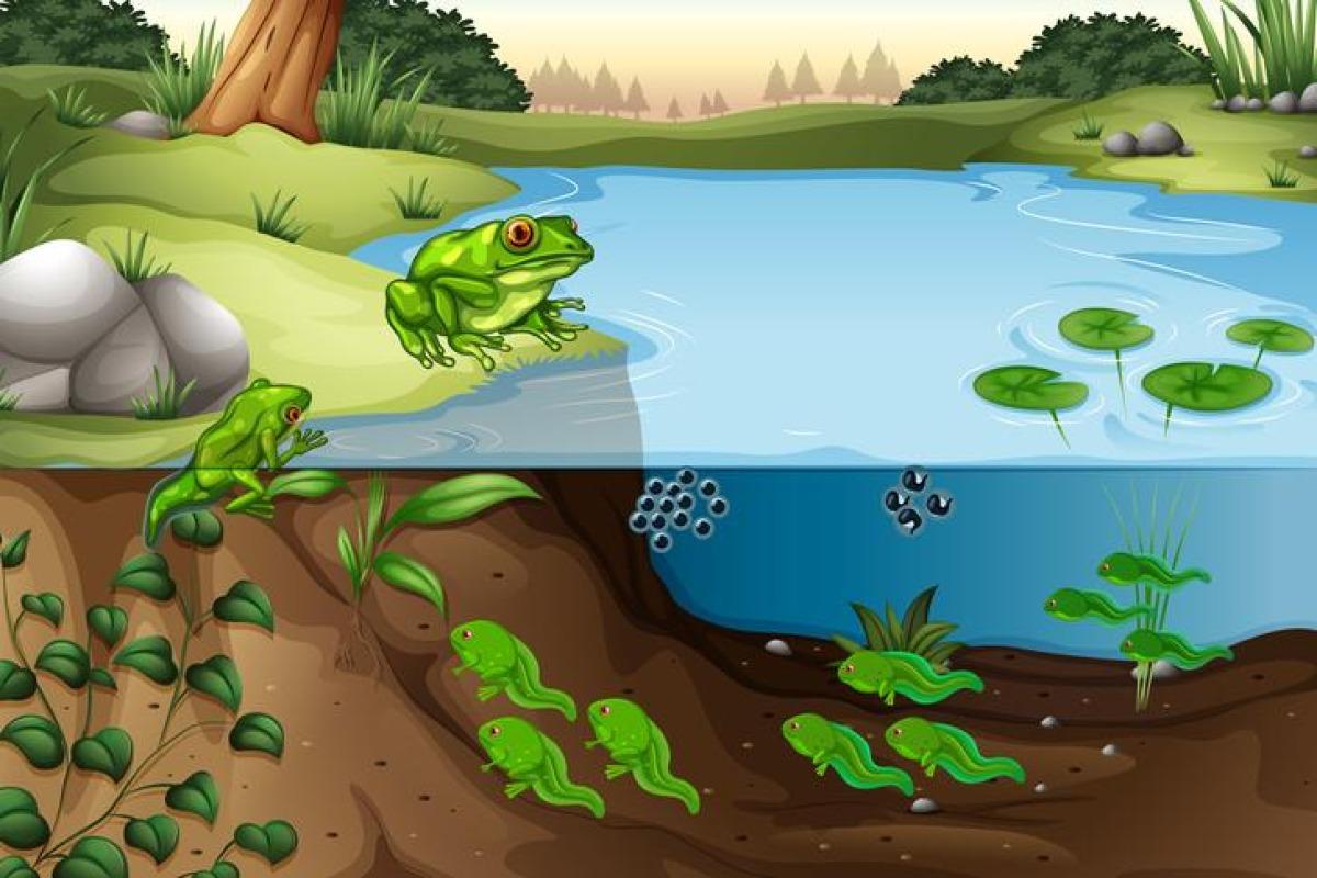 Cycle de vie d'une grenouille : étapes et images