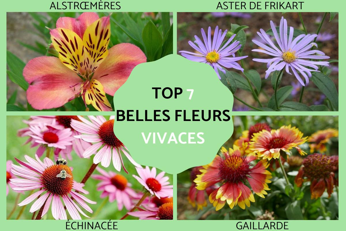 Les plus belles fleurs vivaces pour votre jardin