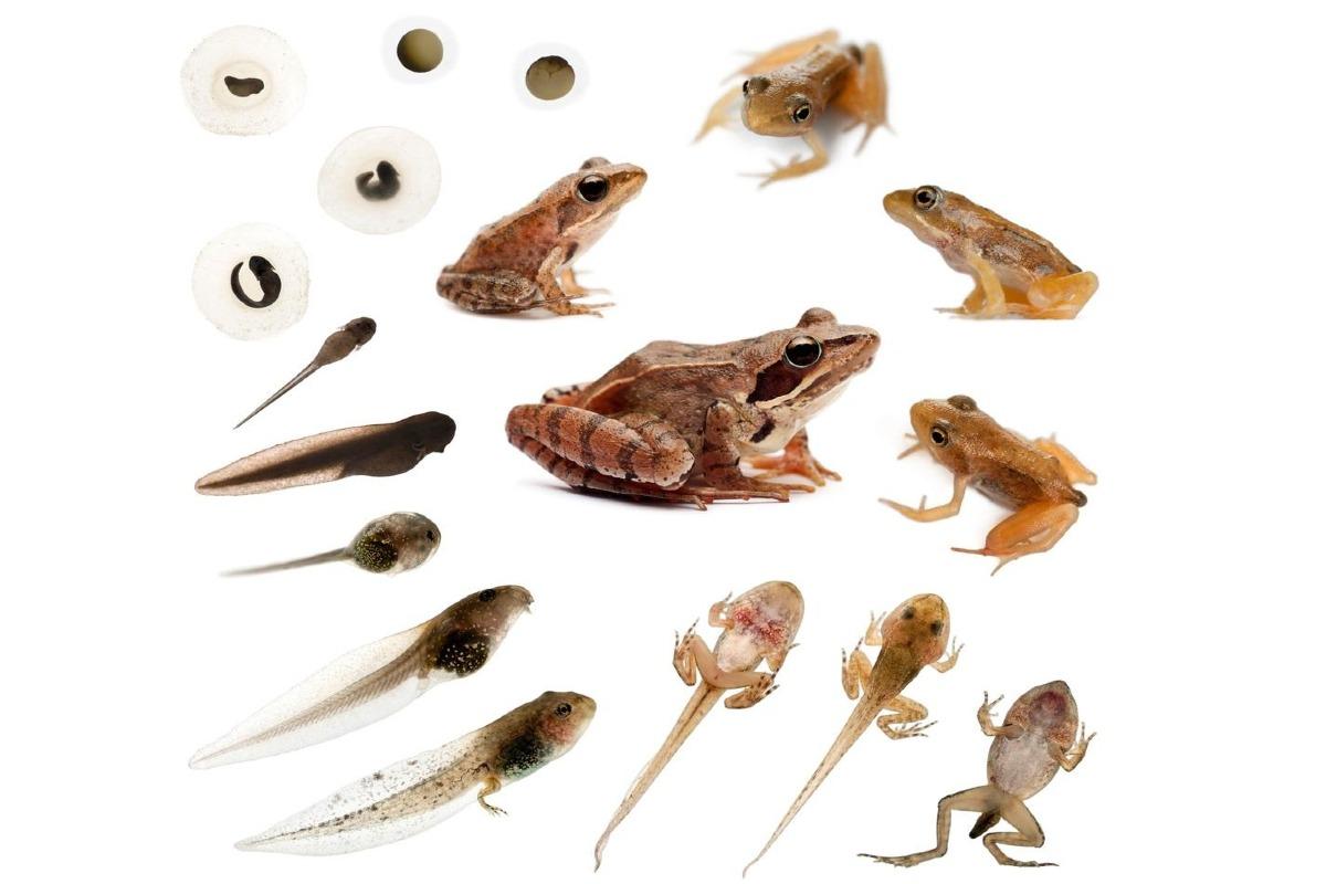 Cycle de vie d'une grenouille étapes et images avec schéma Cycle de vie d'une grenouille étapes et images avec schéma