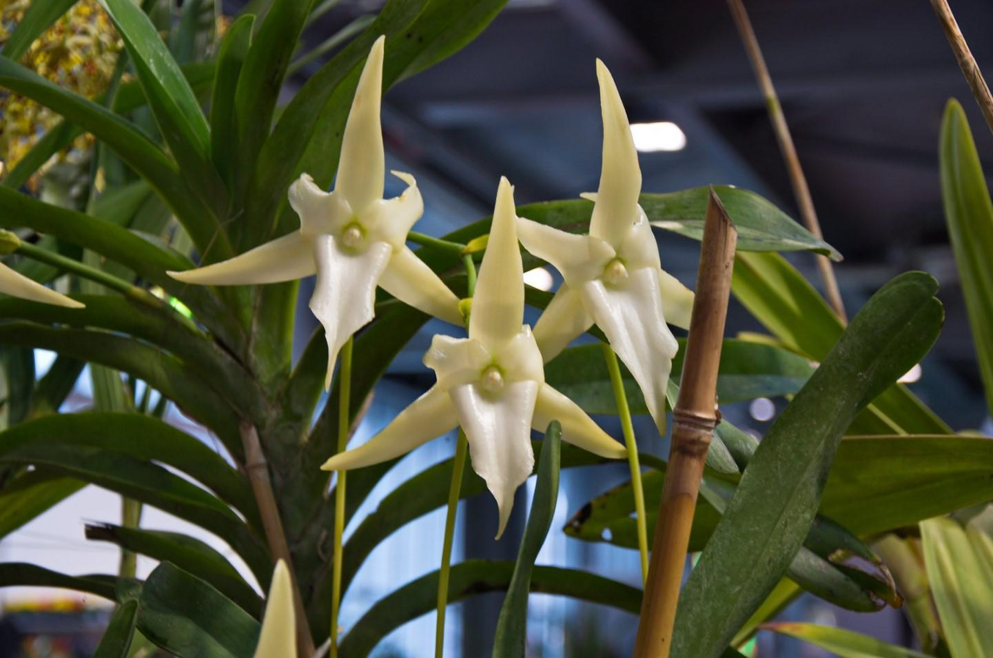 Fleurs en forme d'étoile — free download