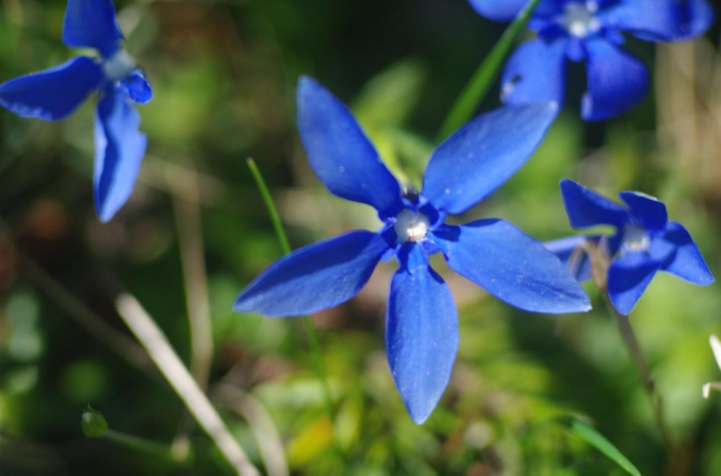 Fleurs en forme d'étoile — free download