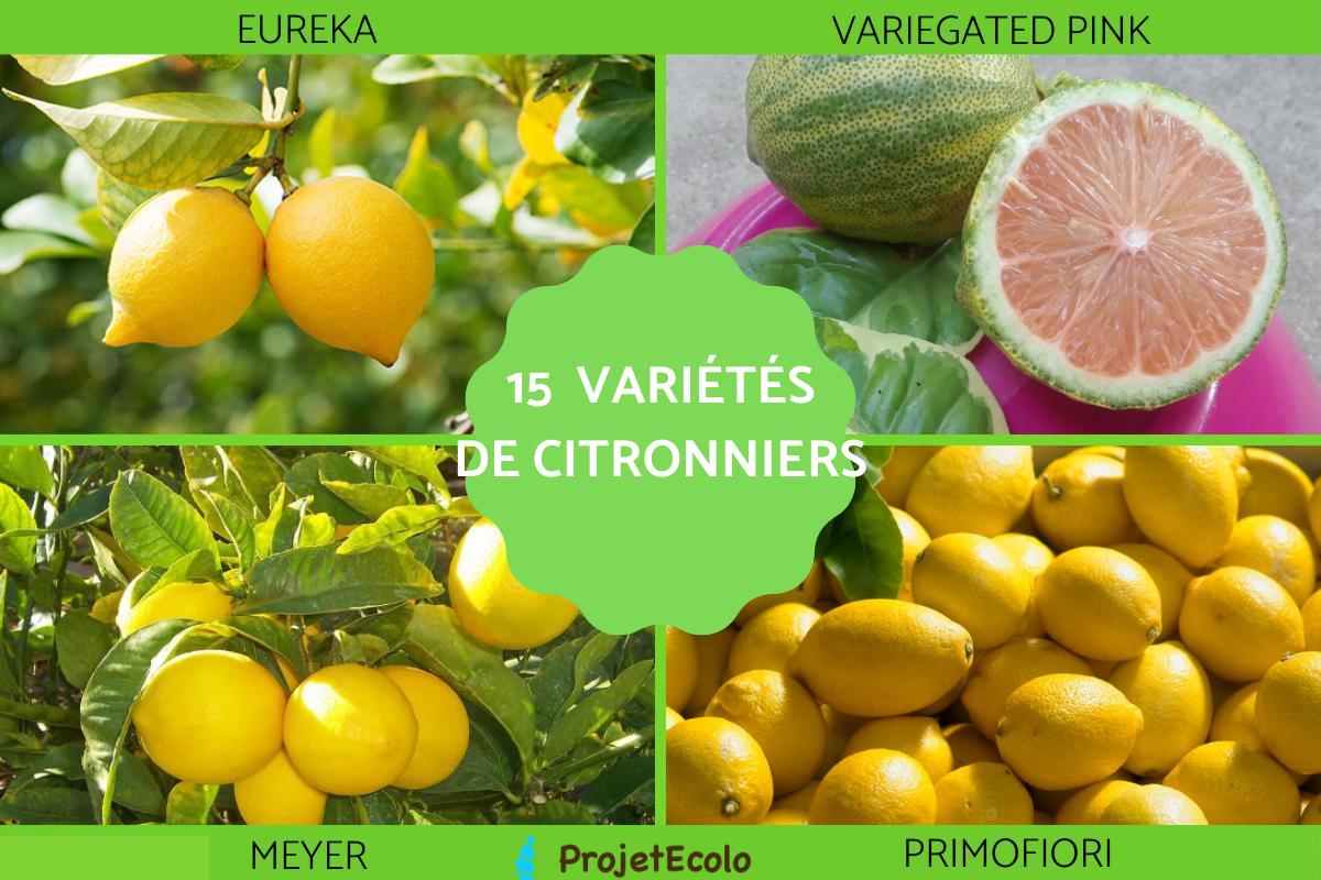 Variété de citronnier - Caractéristiques, liste et photos