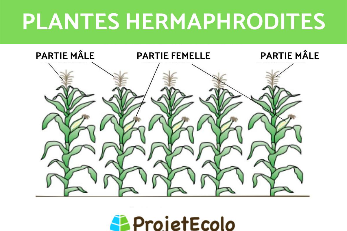 Plante hermaphrodite : exemple, définition et caractéristiques