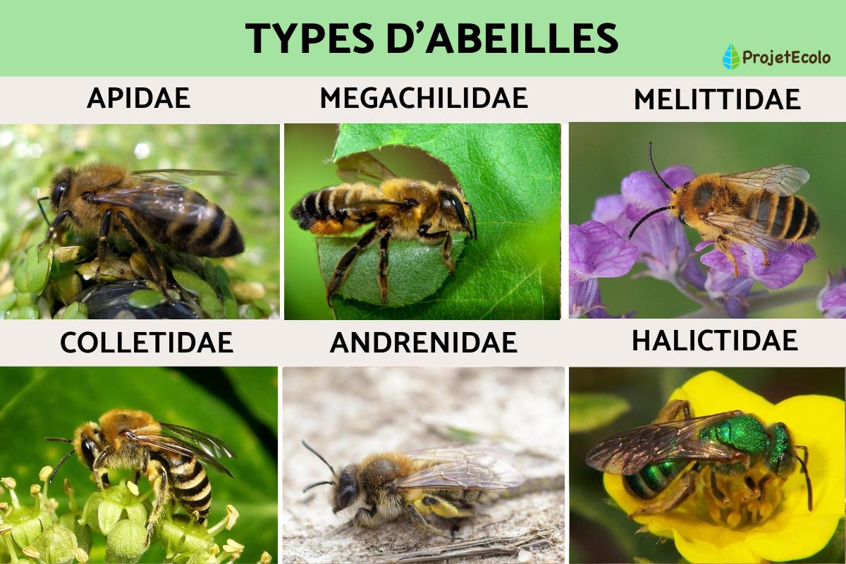 Types d'abeilles