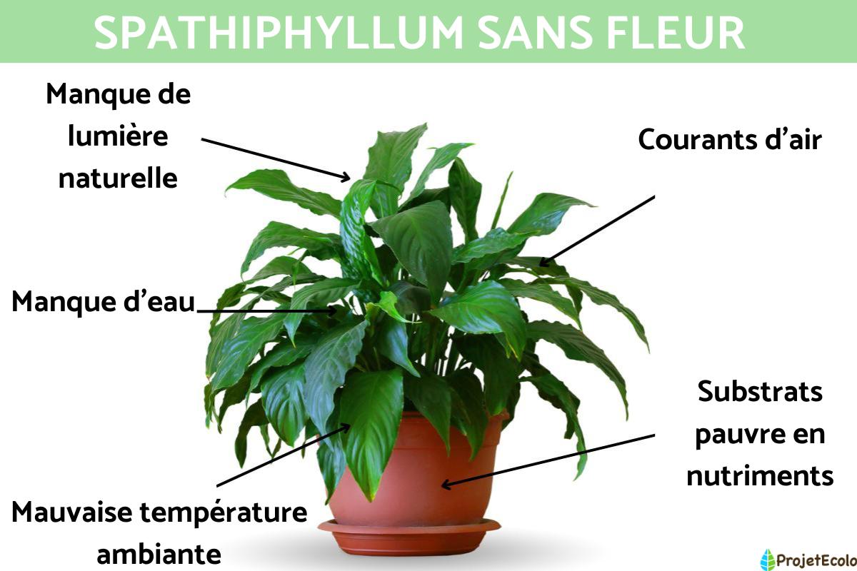 Spathiphyllum sans fleur : causes et que faire pour qu'elle fleurisse