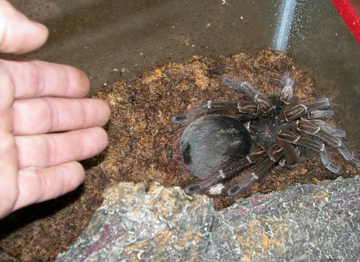 La plus grande araignée du monde