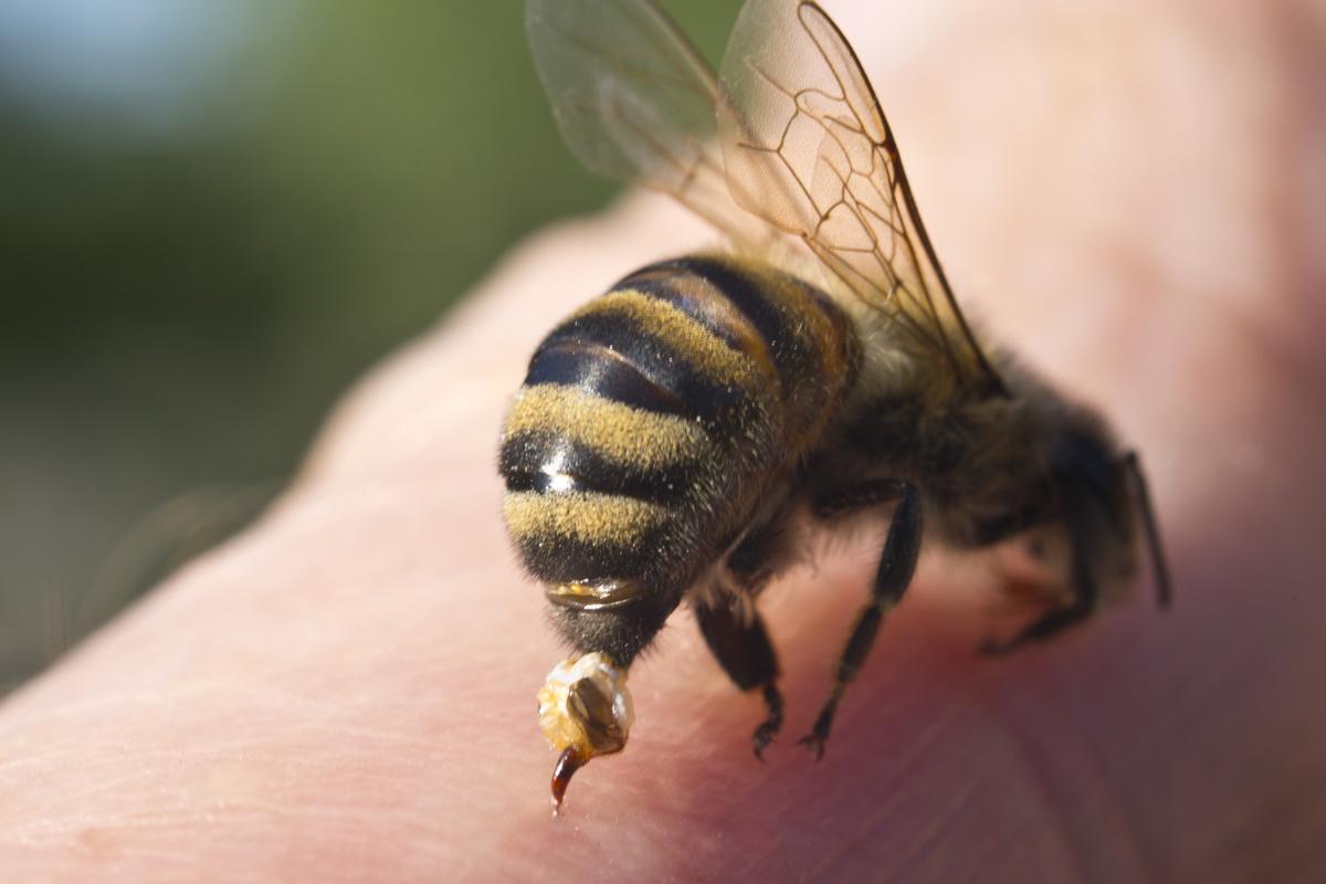 Estce que les ABEILLES MEURENT quand elles PIQUENT — free download