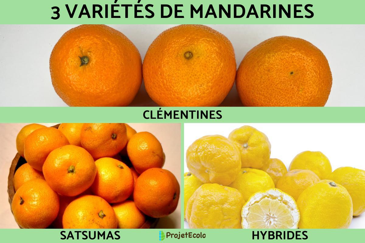 Variétés de mandarines