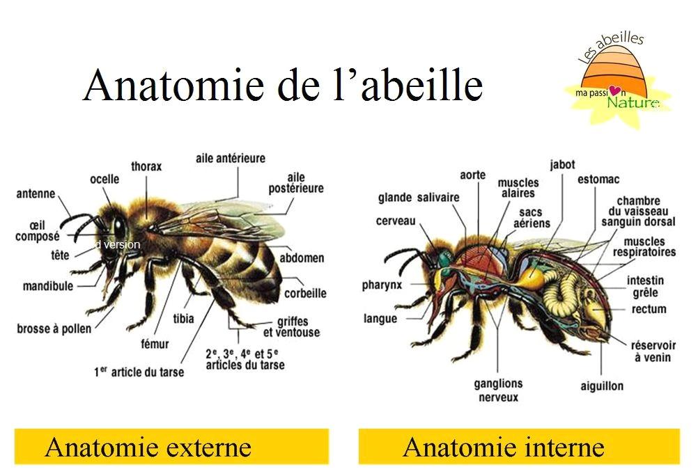 INFORMATIONS sur les ABEILLES HABITAT, TYPES, COMPORTEMENTS... — free download