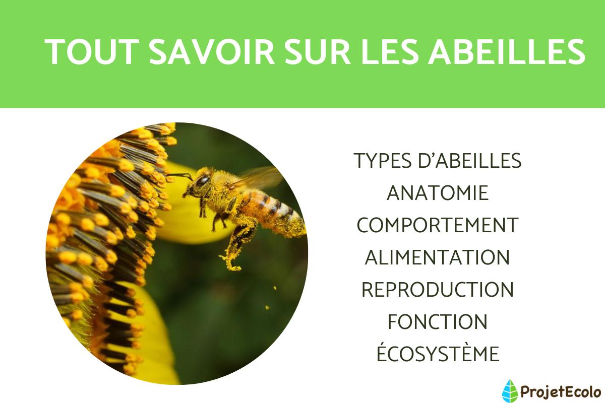 La vie des abeilles