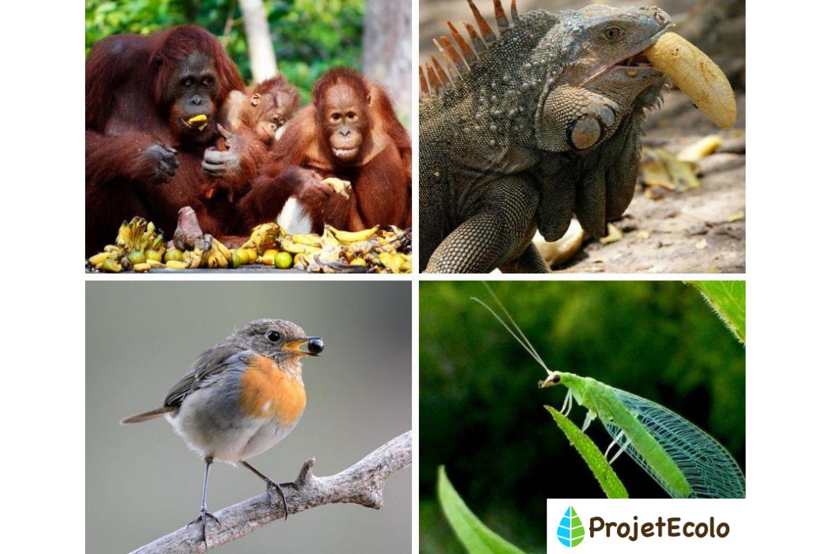 Animaux frugivores - Caractéristiques et liste d'exemples
