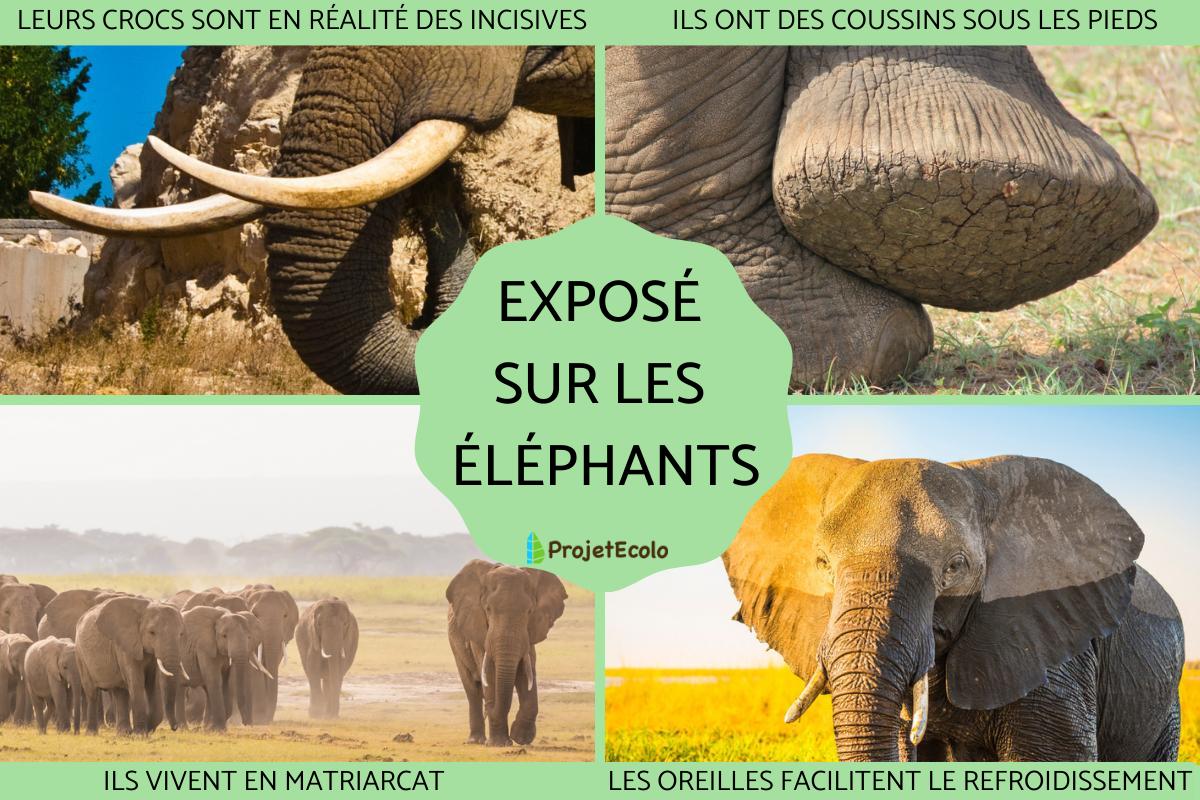 Exposé sur les éléphants