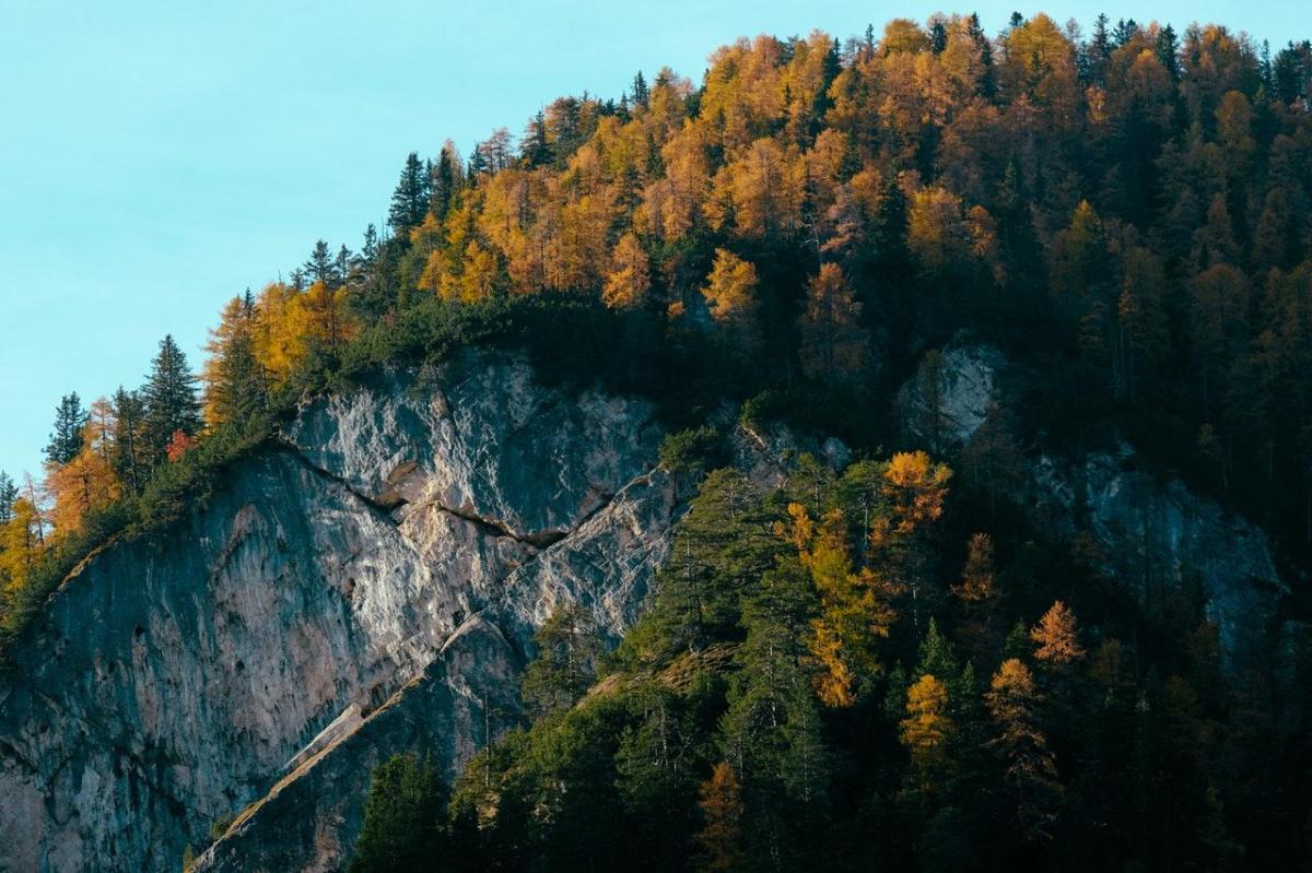 Forêt de conifères : caractéristiques, flore et faune