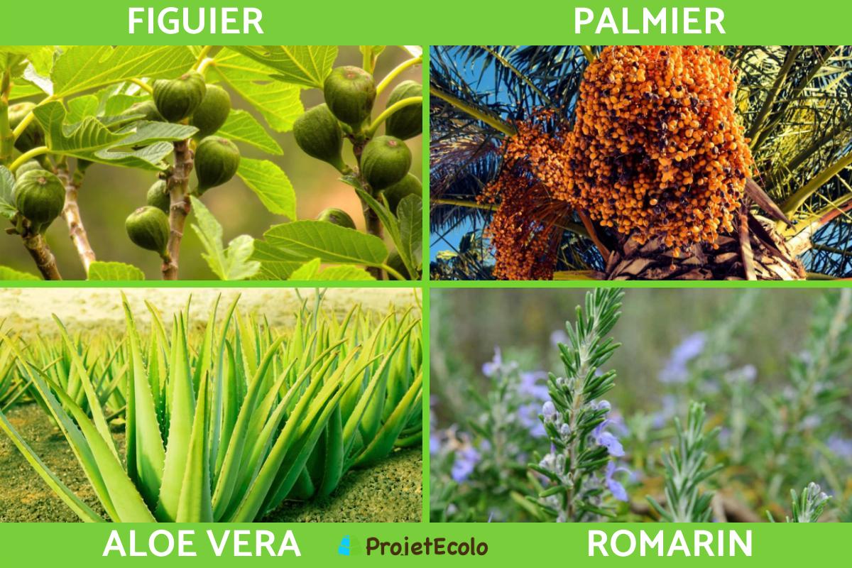 Plante xérophyte : Définition, caractéristiques et exemples