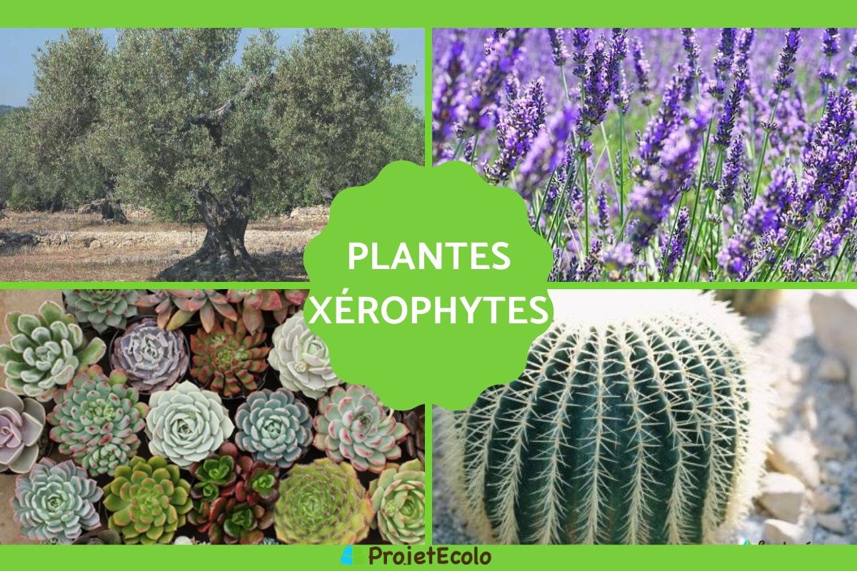 Plante xérophyte Définition, caractéristiques et exemples