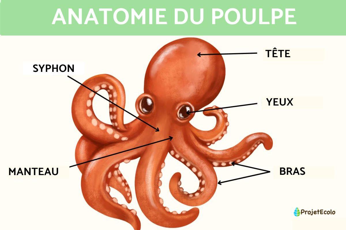 Anatomie du poulpe