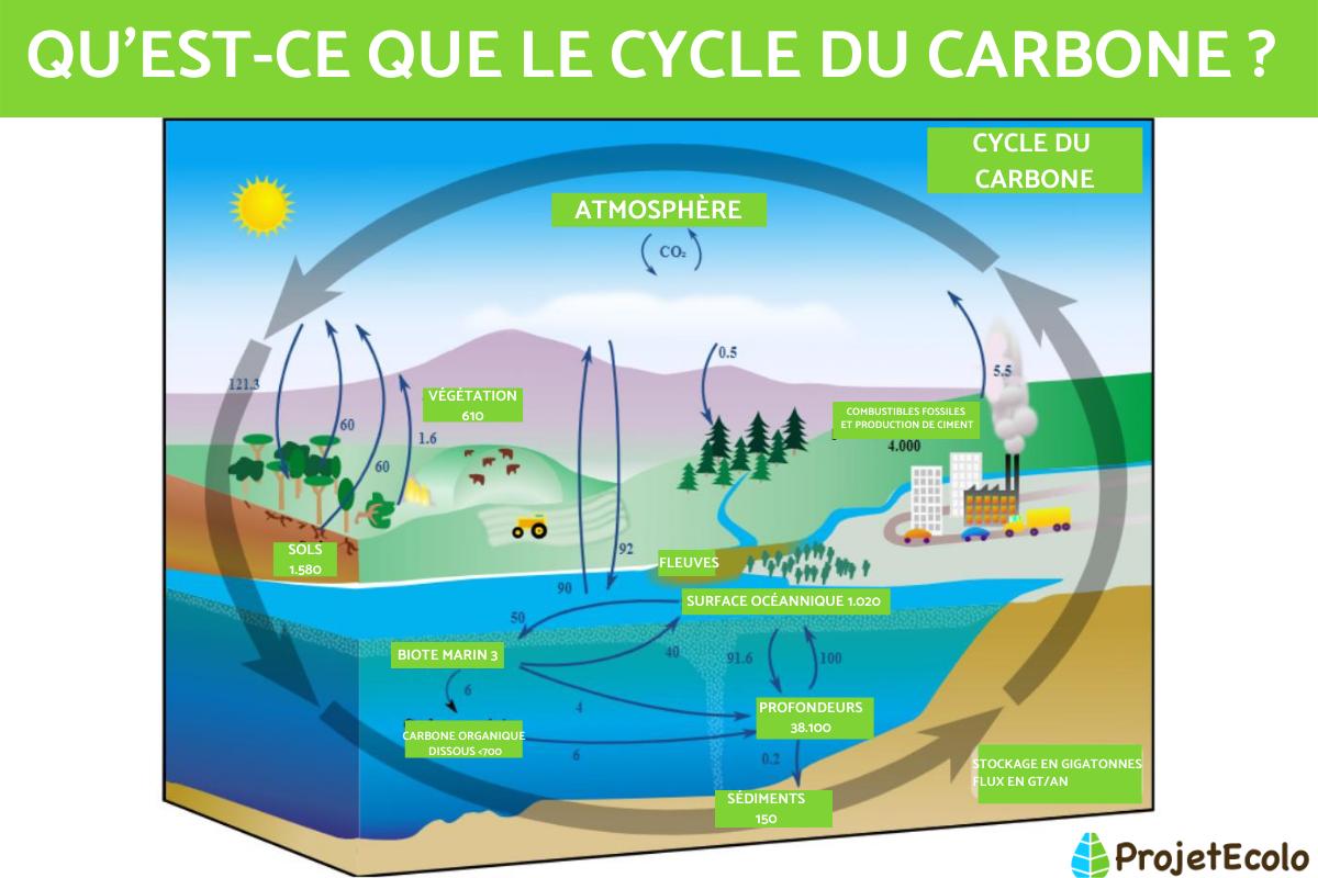 Cycle du carbone : Schéma, définition et importance