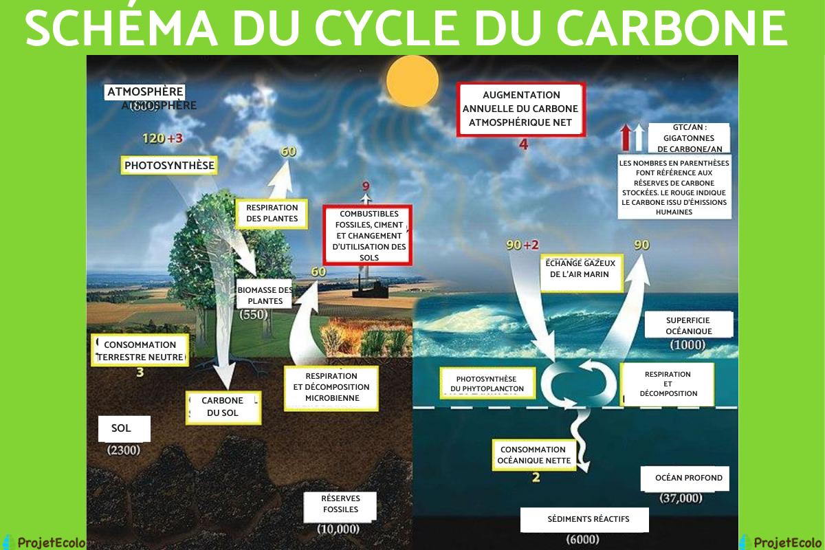 Dioxyde De Carbone D finition Svt BIMJ Dioxyde De Carbone D finition Svt BIMJ