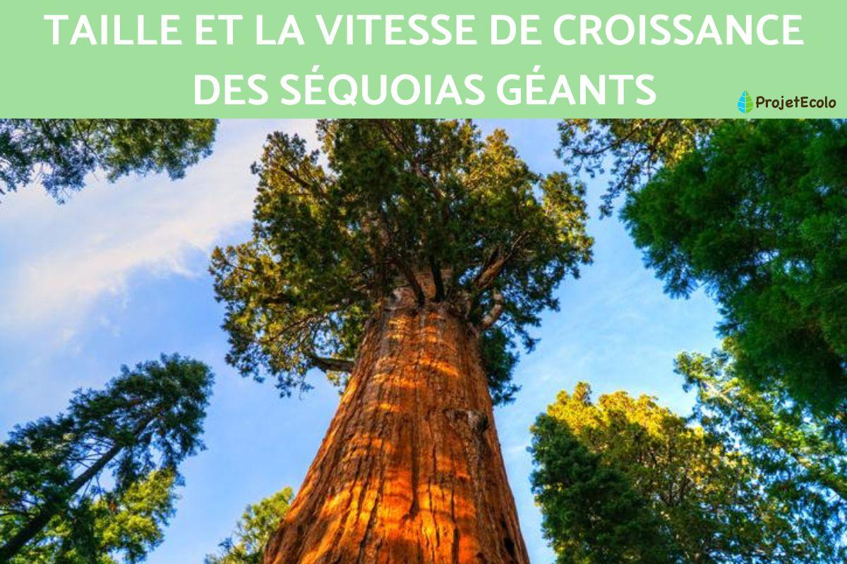 Séquoia géant : taille et vitesse de croissance
