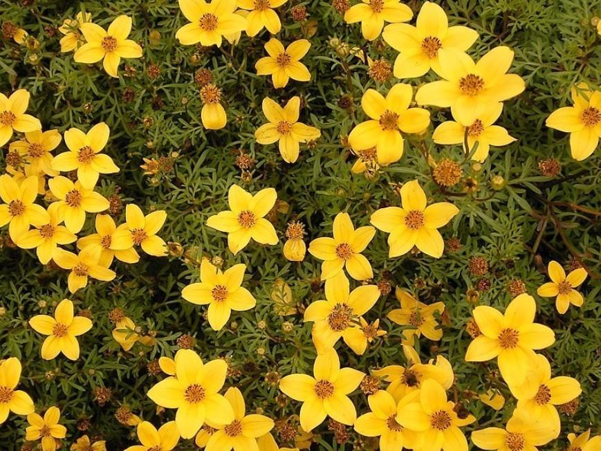 Sitemapcdatahttpsshopinf Inetcomplante A Fleurs Jaunes 6 Lettres