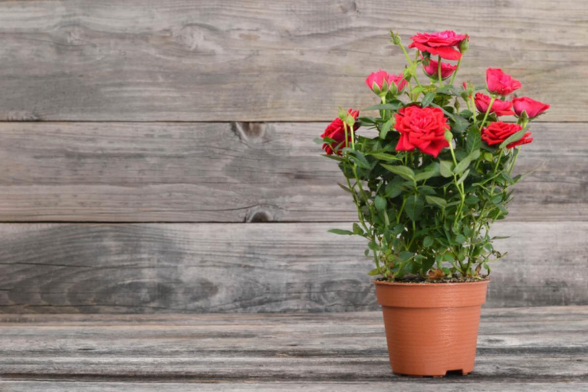 Comment s'occuper d'un rosier en pot ?