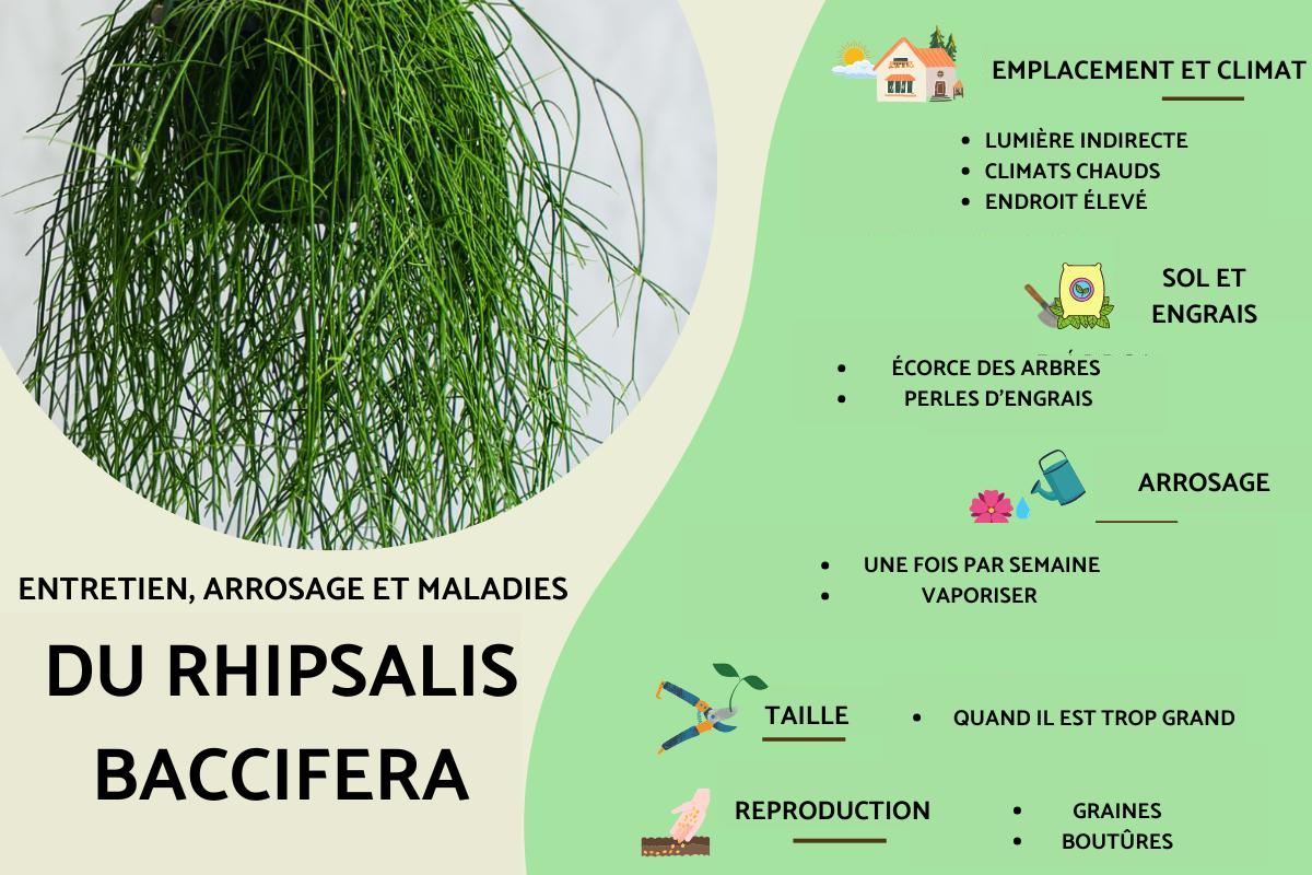 Rhipsalis baccifera : entretien, arrosage et bouture