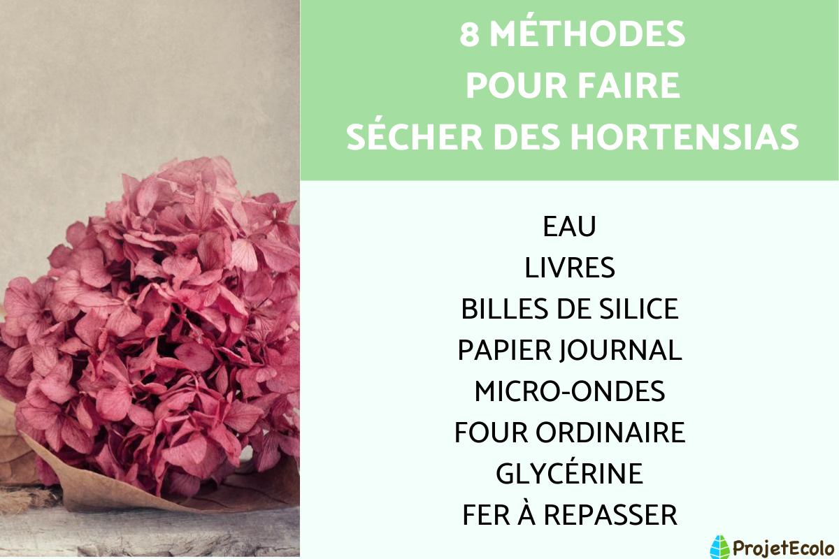 Comment faire sécher des hortensias