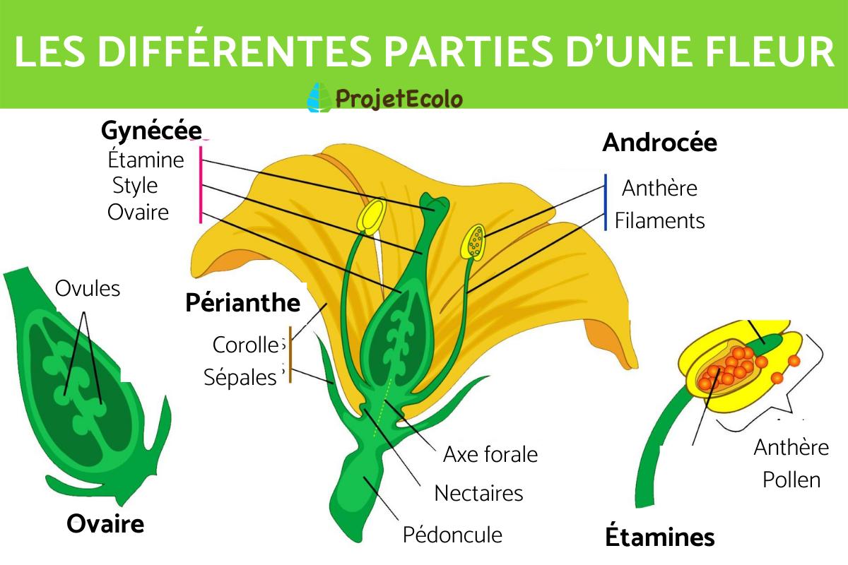 Composition d'une fleur - Les différentes parties d'une fleur