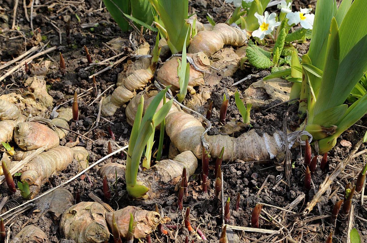 Plantes à rhizome : définition et exemples