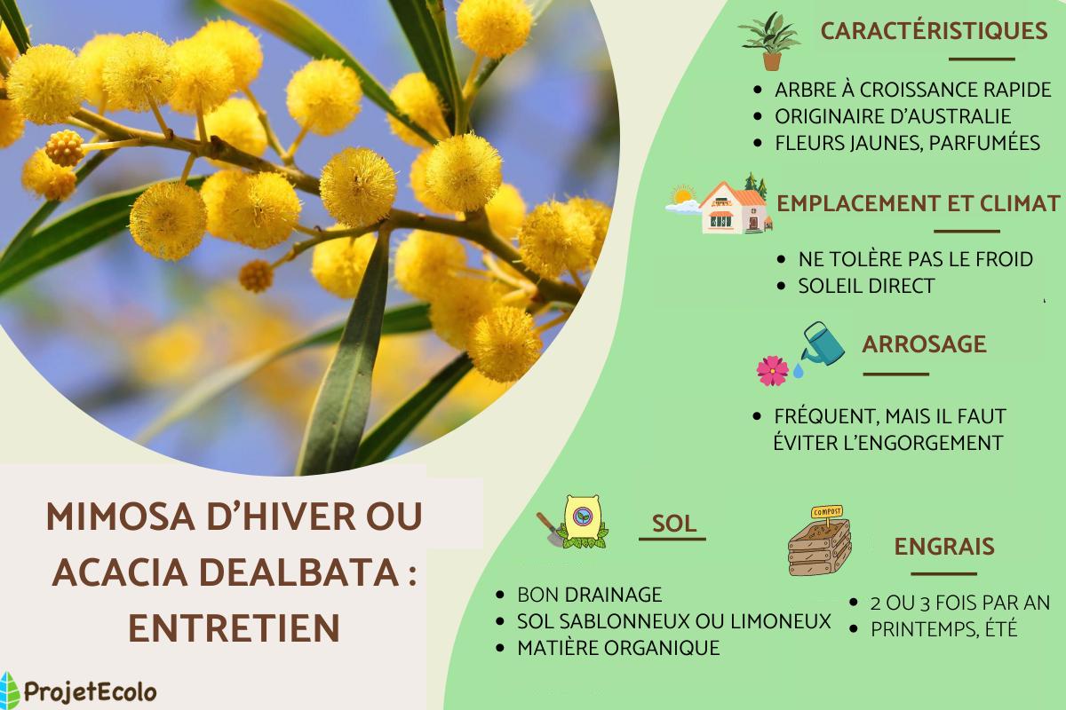 Mimosa d'Hiver ou Acacia Dealbata: entretien