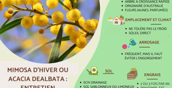 Mimosa d'Hiver ou Acacia Dealbata: entretien