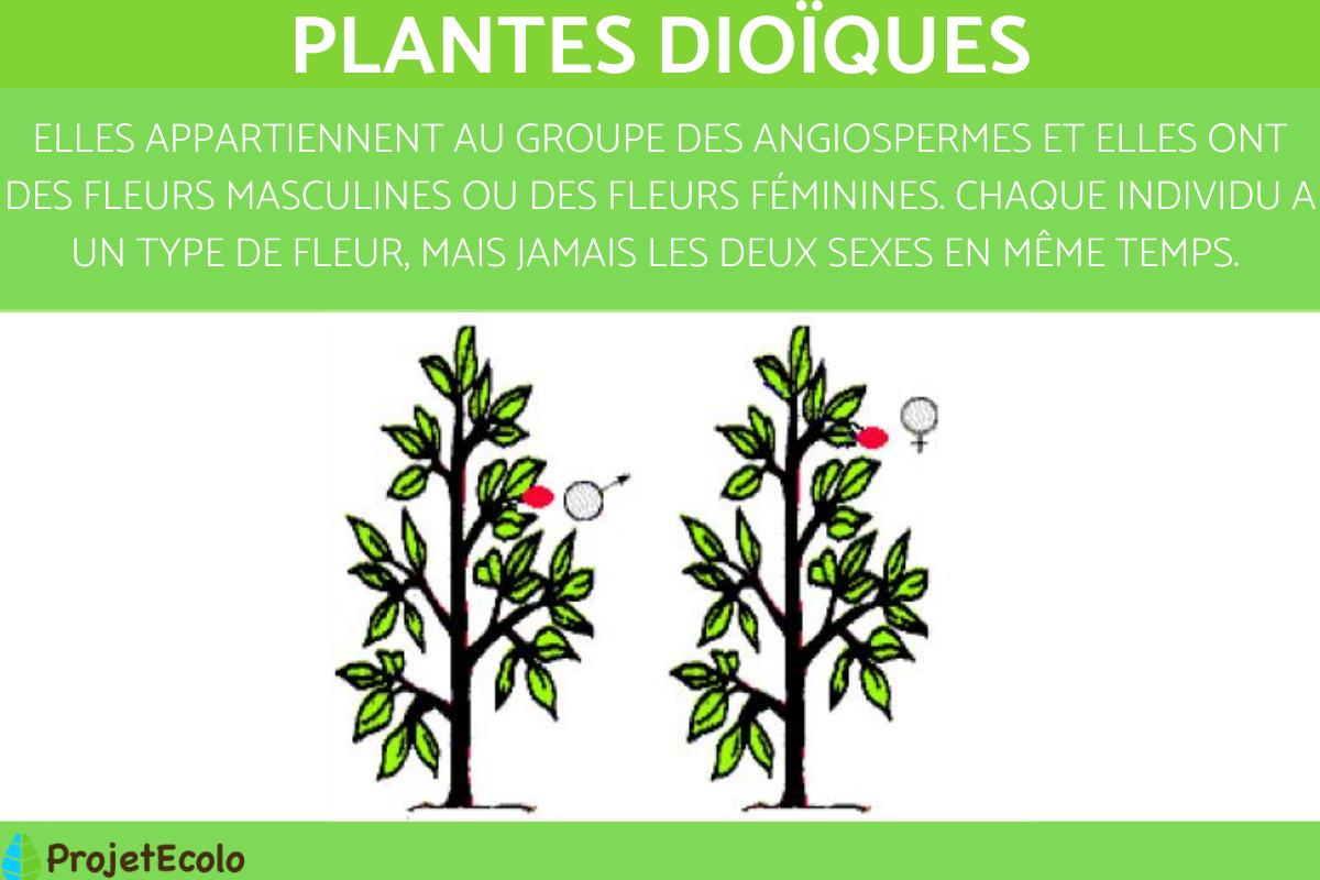 Plante dioïque : Définition, liste et exemples
