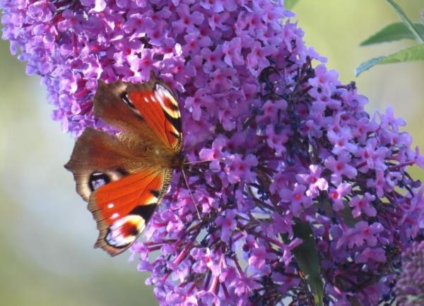 Plantes envahissantes : Définition et espèces - Exemples d'espèces envahissantes 