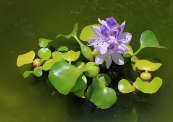 Plantes envahissantes : Définition et espèces - Jacinthe d'eau